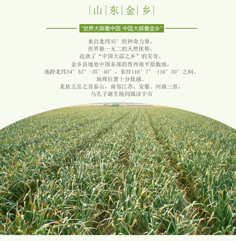 山东金乡新鲜大蒜头2017现挖新蒜干蒜农家蔬菜一件5斤装