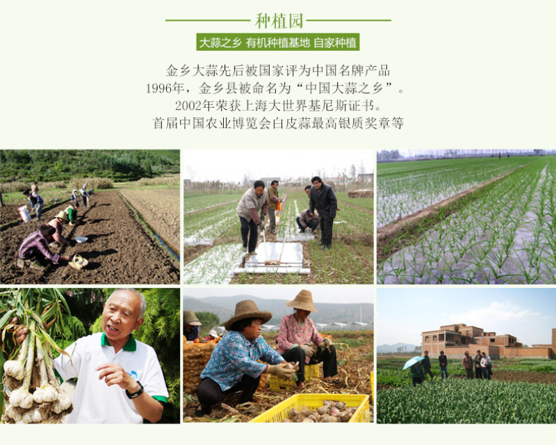 山东金乡新鲜大蒜头2017现挖新蒜干蒜农家蔬菜一件5斤装