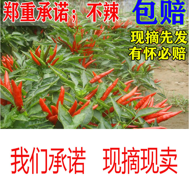 农家泰椒特辣朝天椒红小米辣椒指天椒土辣剁椒新鲜5斤