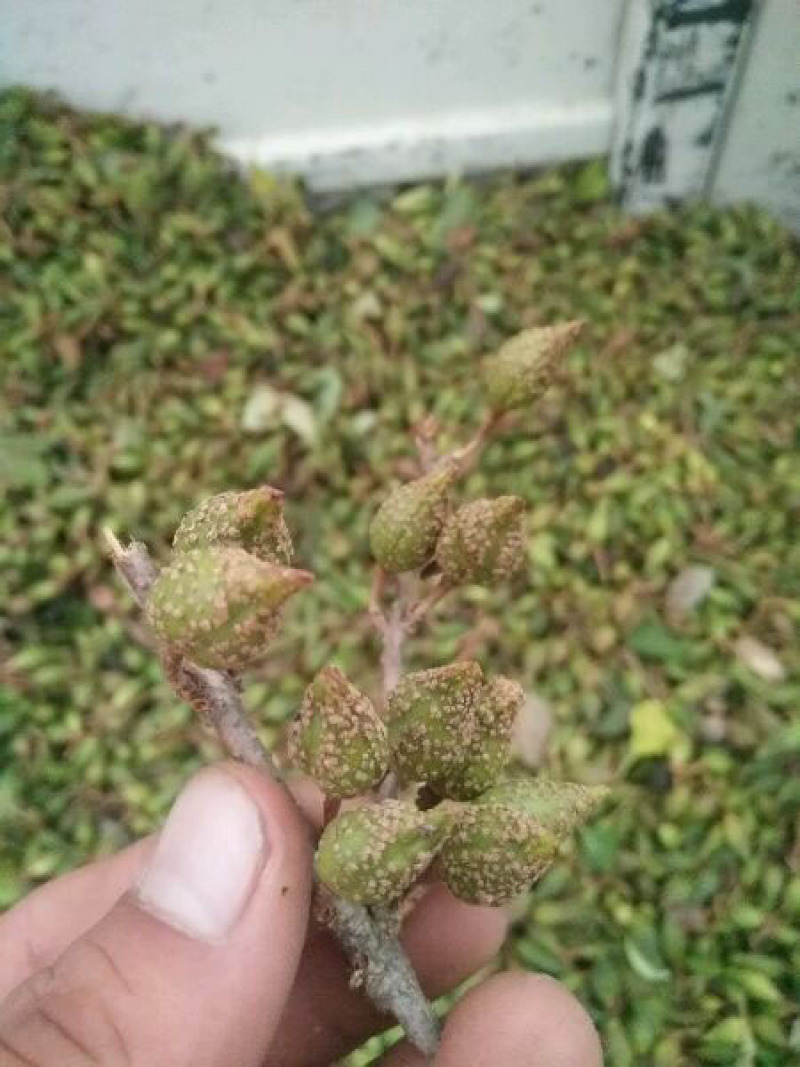 药用连翘苗5号高产大果耐寒耐旱山地种植