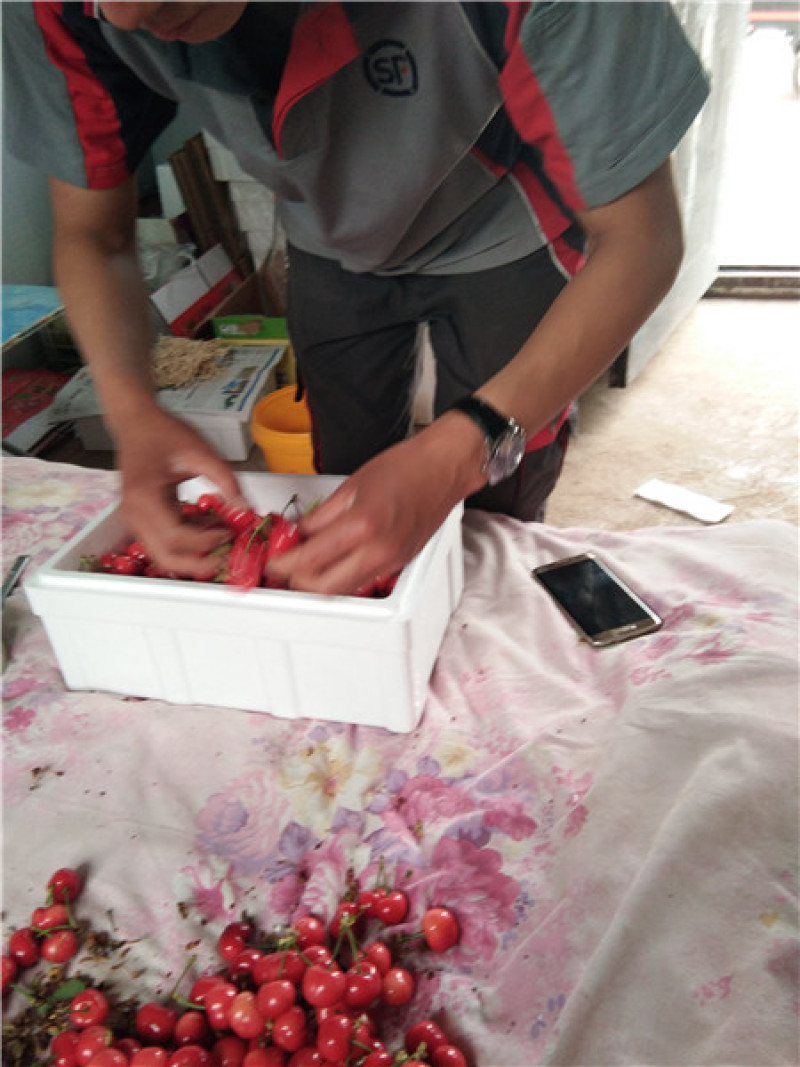 樱桃苗，种植前景好，山西万亩樱桃园，出售樱桃苗品种保证