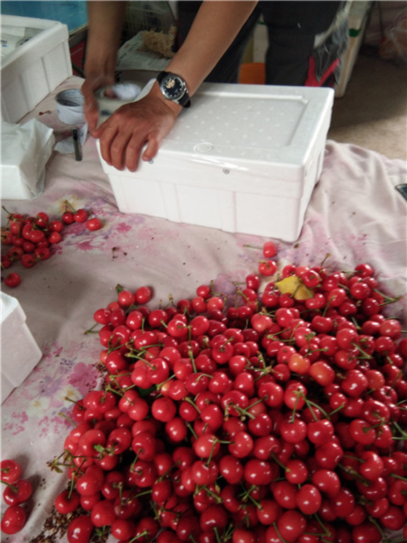 樱桃苗，种植前景好，山西万亩樱桃园，出售樱桃苗品种保证