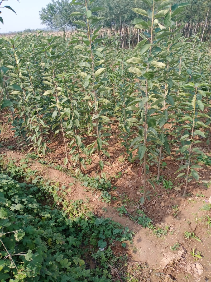 樱桃苗，种植前景好，山西万亩樱桃园，出售樱桃苗品种保证