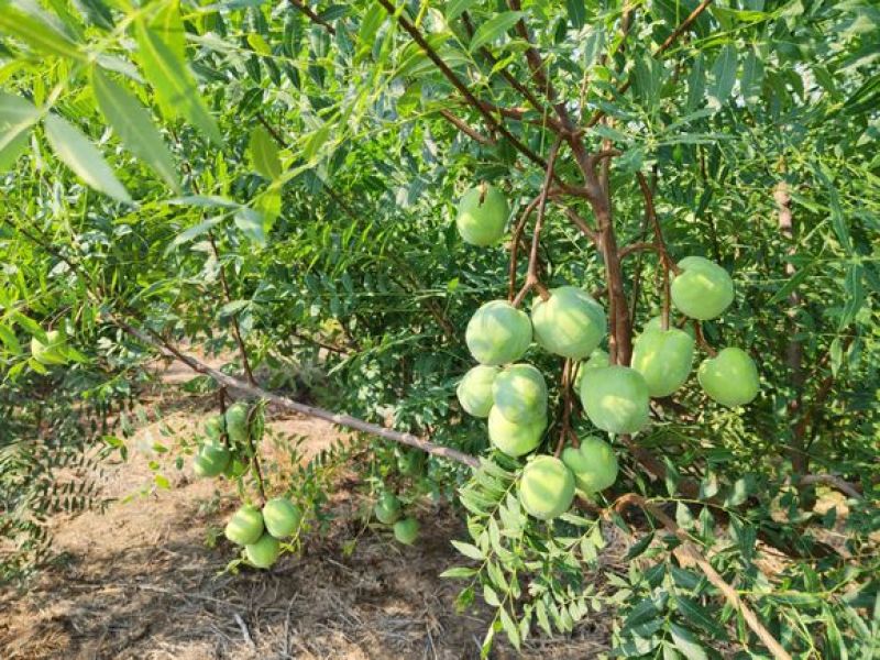 文冠果苗，丰产耐寒耐旱，产量高，座果率好新型油料树种苗