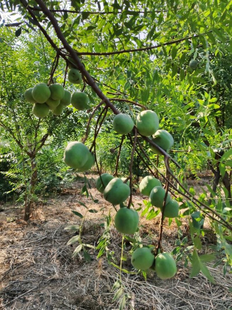 文冠果苗，丰产耐寒耐旱，产量高，座果率好新型油料树种苗