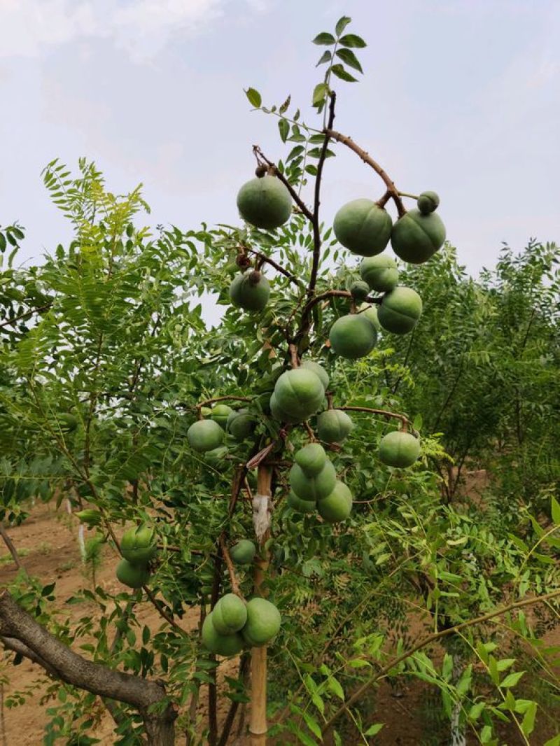 文冠果苗，丰产耐寒耐旱，产量高，座果率好新型油料树种苗