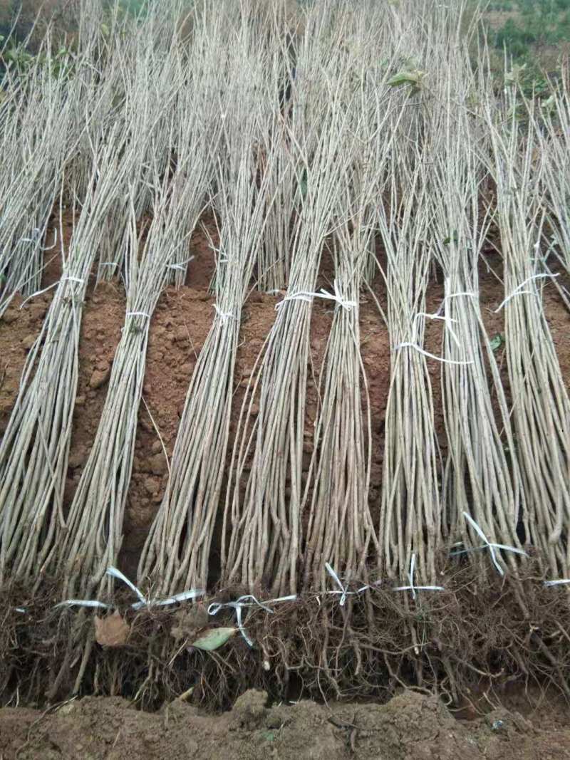 樱桃苗，种植前景好，山西万亩樱桃园，出售樱桃苗品种保证