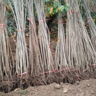 樱桃苗，种植前景好，山西万亩樱桃园，出售樱桃苗品种保证