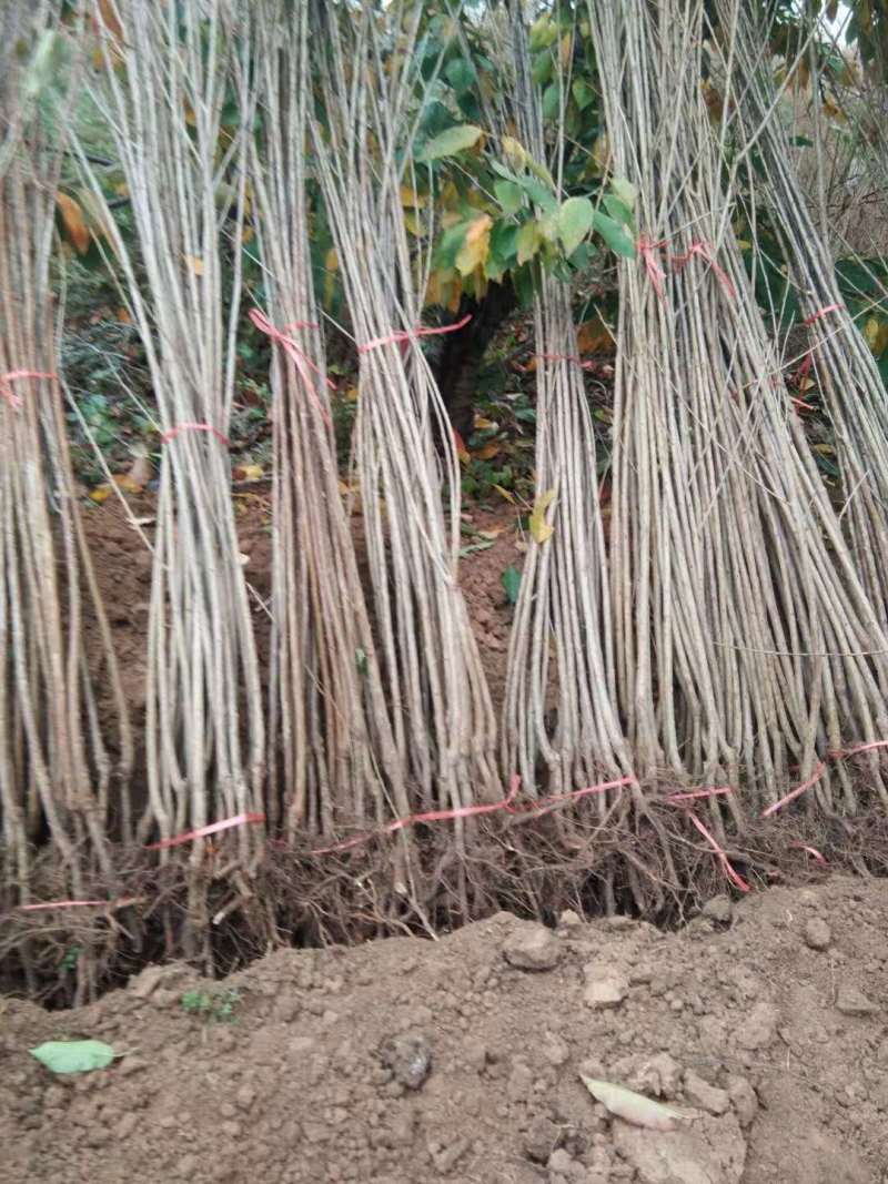 樱桃苗，种植前景好，山西万亩樱桃园，出售樱桃苗品种保证