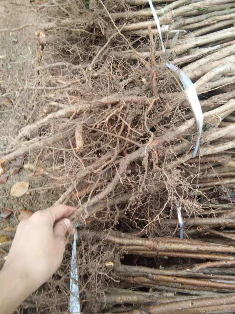 樱桃苗，种植前景好，山西万亩樱桃园，出售樱桃苗品种保证