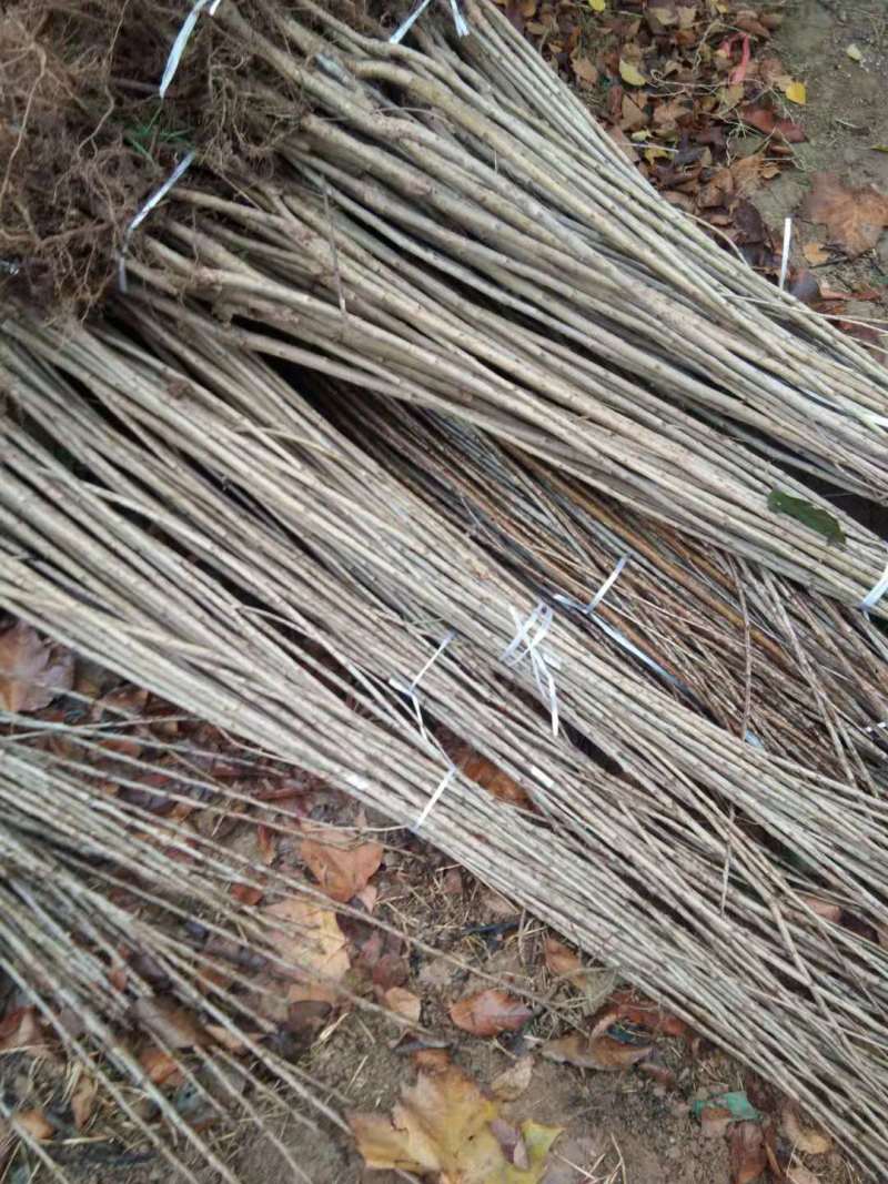 樱桃苗，种植前景好，山西万亩樱桃园，出售樱桃苗品种保证