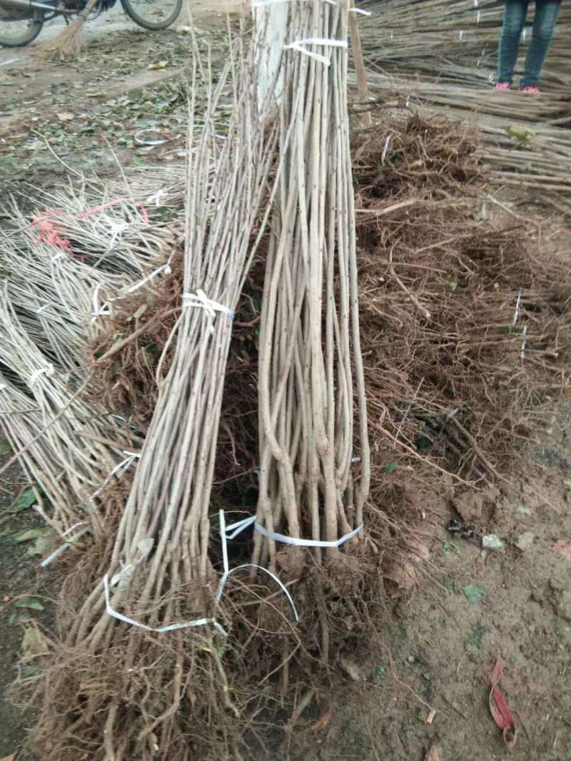 樱桃苗，种植前景好，山西万亩樱桃园，出售樱桃苗品种保证