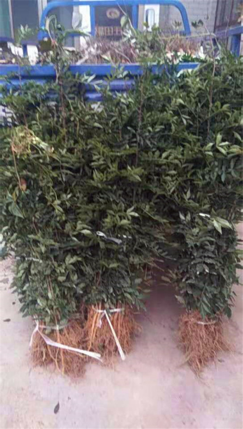 大红袍花椒苗，现挖现发，根系好，成活率98以上正宗大红袍