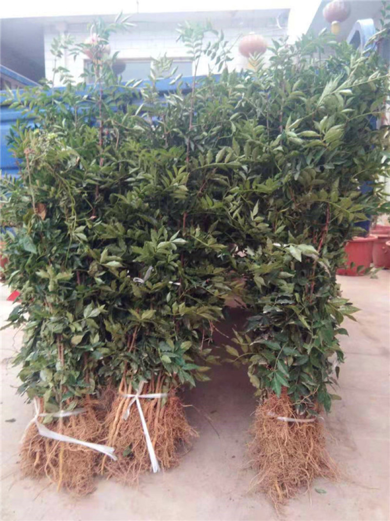 大红袍花椒苗，现挖现发，根系好，成活率98以上正宗大红袍