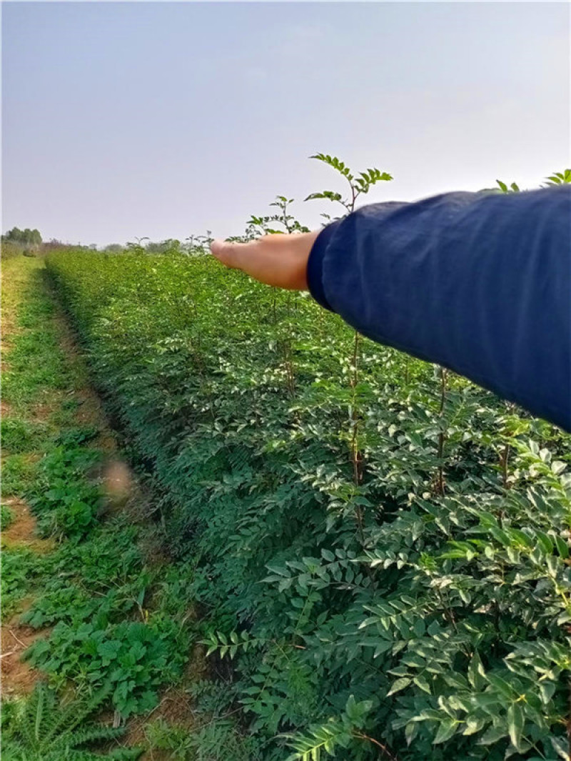 大红袍花椒苗，现挖现发，根系好，成活率98以上正宗大红袍