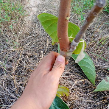 甜柿子树苗就选摘下来就可以吃的阳丰柿子树苗