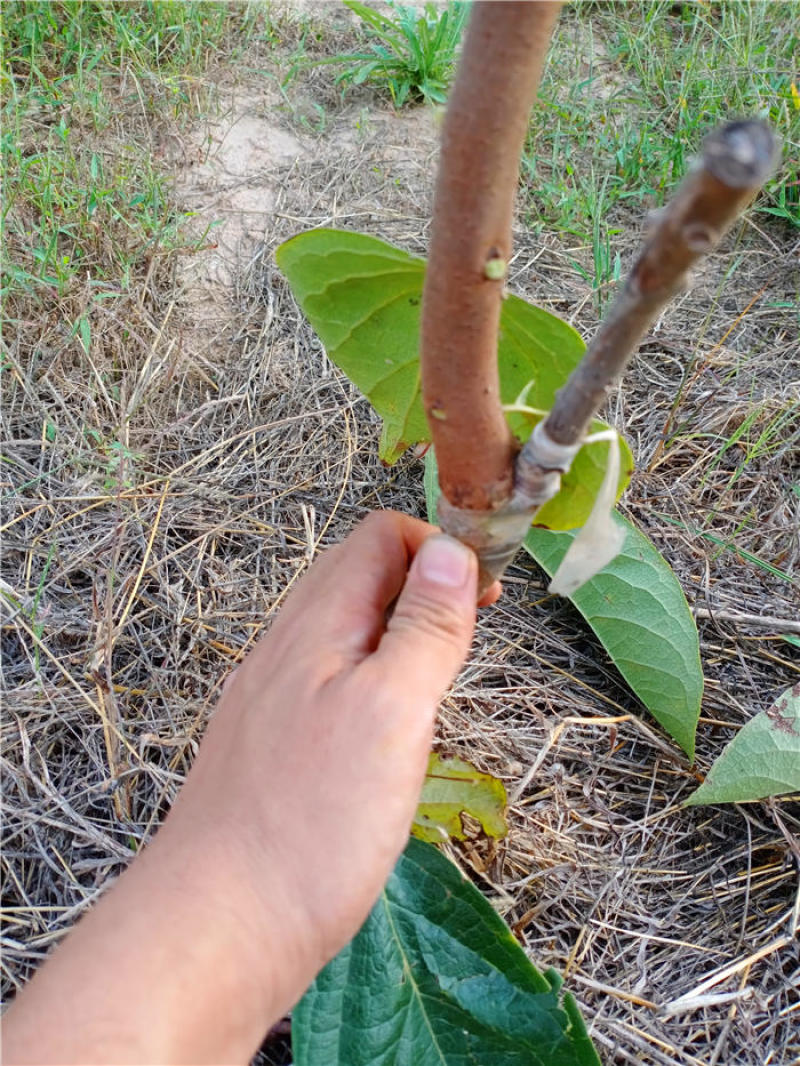 甜柿子树苗就选摘下来就可以吃的阳丰柿子树苗