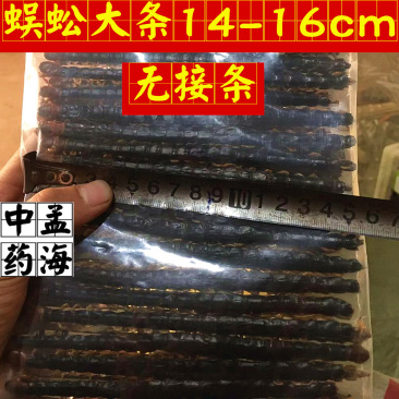 蜈蚣选大条14-16cm无接条包邮