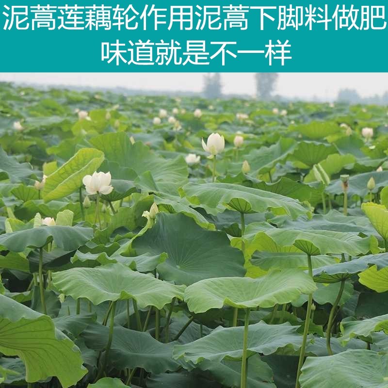 刘姓塘莲藕纯中段煲汤用保鲜盒加冰保鲜发货全国包邮