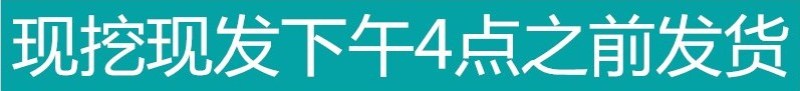 刘姓塘莲藕纯中段煲汤用保鲜盒加冰保鲜发货全国包邮