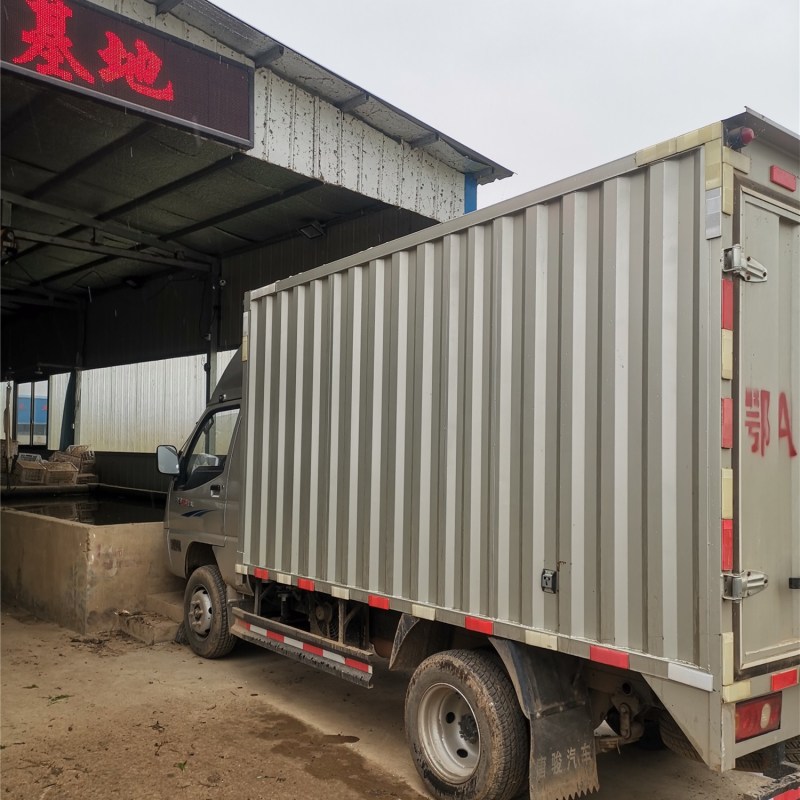 刘姓塘莲藕纯中段煲汤用保鲜盒加冰保鲜发货全国包邮