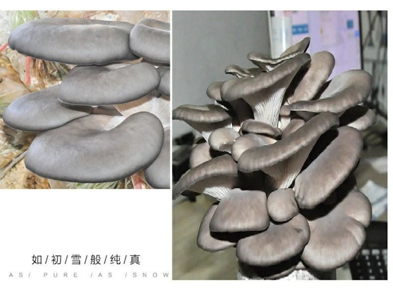 平菇菌包盆栽平菇菌包家庭种植平菇菌包预售