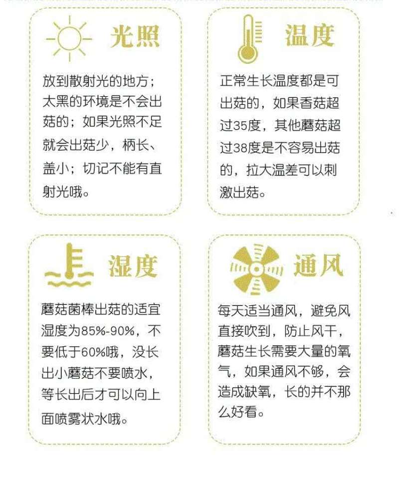平菇菌包盆栽平菇菌包家庭种植平菇菌包预售