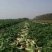 白萝卜新鲜蔬菜农家自种大白萝卜长萝卜水嫩现拔价格不高量大从优
