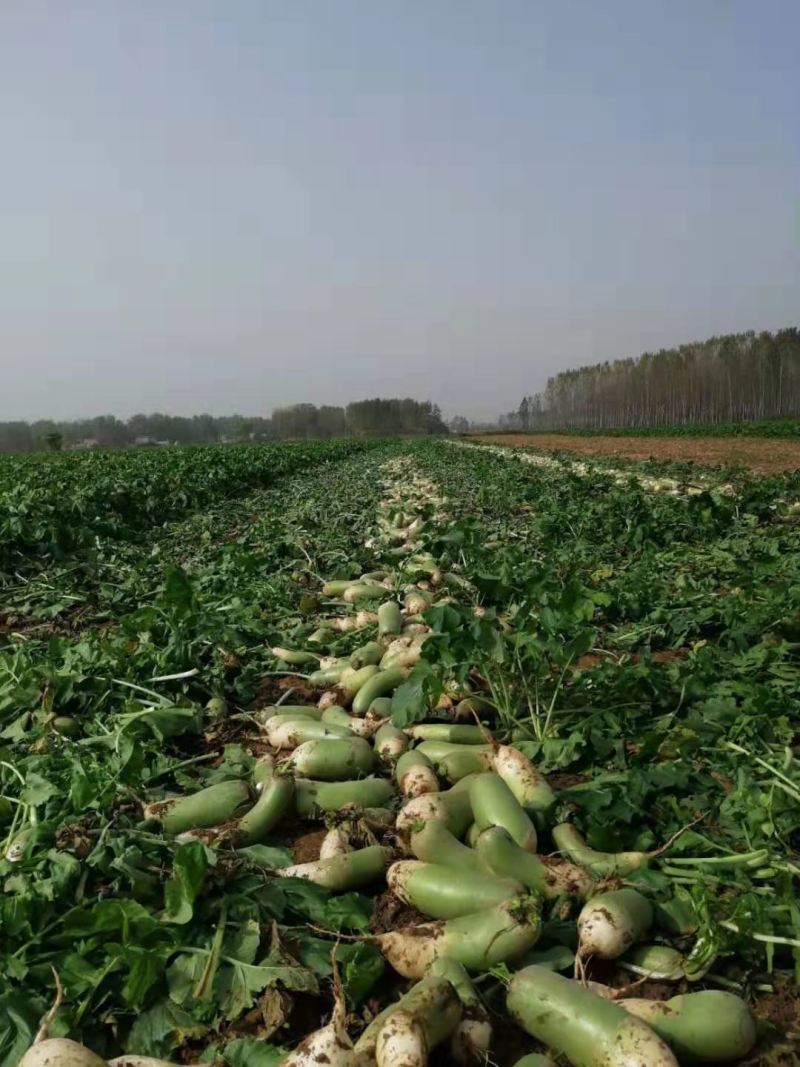 白萝卜新鲜蔬菜农家自种大白萝卜长萝卜水嫩现拔价格不高量大从优