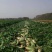 白萝卜新鲜蔬菜农家自种大白萝卜长萝卜水嫩现拔价格不高量大从优