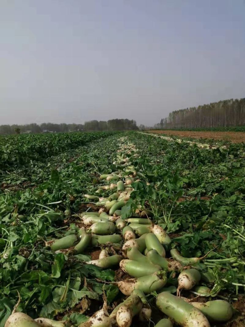 白萝卜新鲜蔬菜农家自种大白萝卜长萝卜水嫩现拔价格不高量大从优