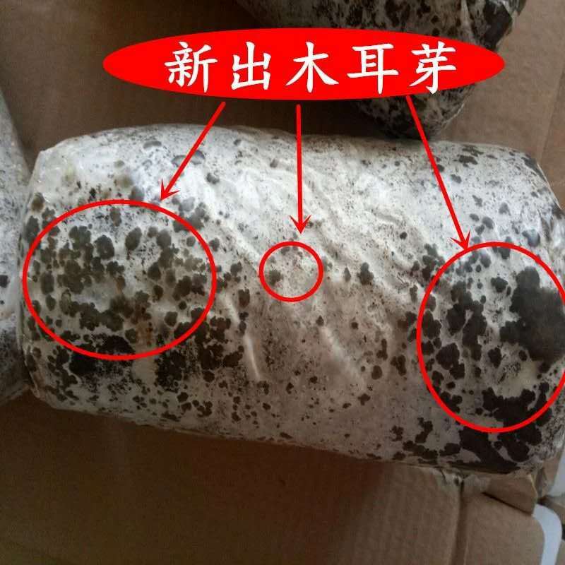 木耳菌菌包菌种蘑菇食用菌自动出耳家庭种植包