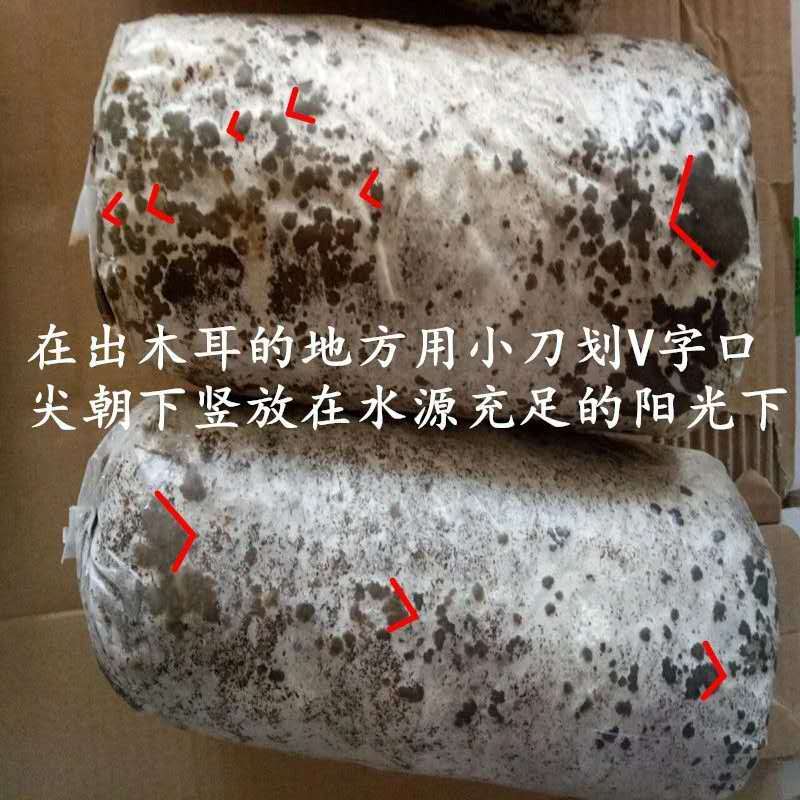 木耳菌菌包菌种蘑菇食用菌自动出耳家庭种植包