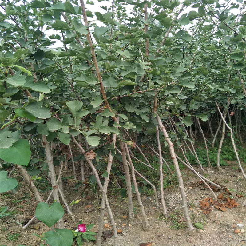 大五棱甜红子山楂苗产量高好管理的山楂树苗品种