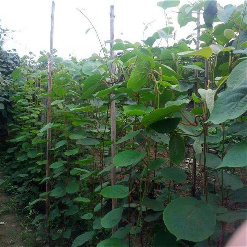 红心猕猴桃苗基地软枣猕猴桃苗批发根系发达苗木粗壮