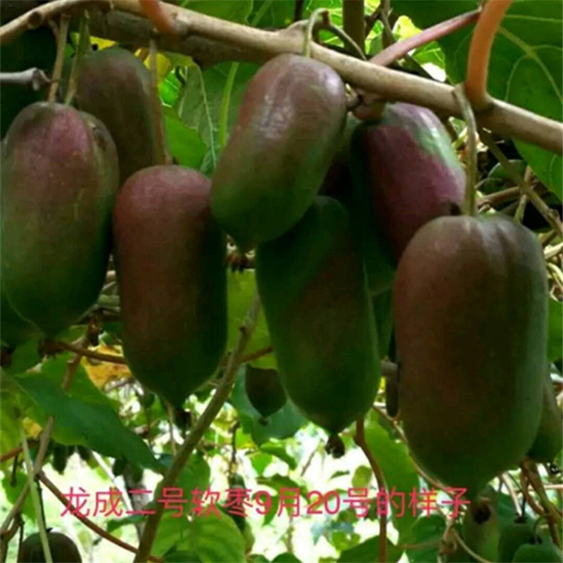 软枣猕猴桃苗基地嫁接泥猴桃苗现挖现发根系发达
