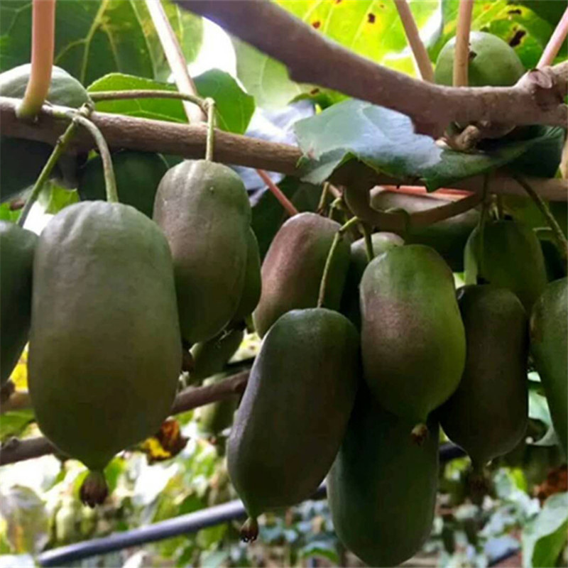 软枣猕猴桃苗基地嫁接泥猴桃苗现挖现发根系发达