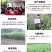 正宗嵊州桃形李苗嫁接果树苗李子树苗南方北方种植当年结果