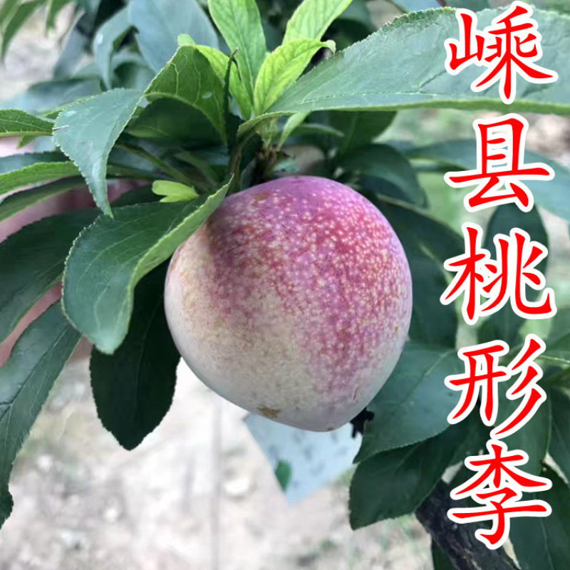 正宗嵊州金庭桃形李苗李子苗假一赔十对版包活产地直发