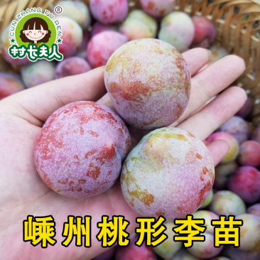 正宗嵊州桃形李苗红心李子苗假一赔十对版包活全国包邮
