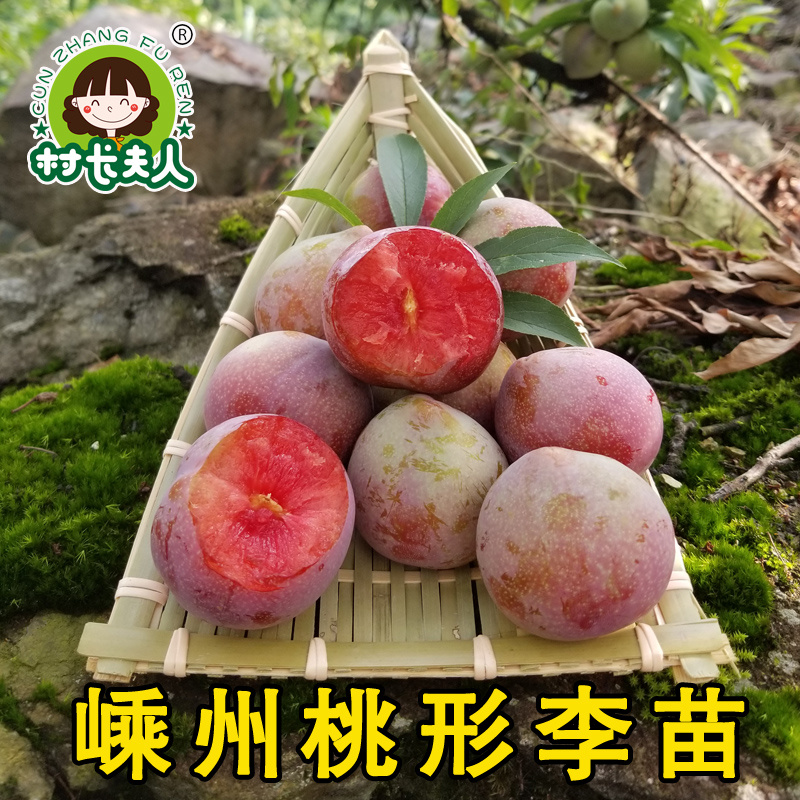 正宗嵊州桃形李苗红心李子苗假一赔十对版包活全国包邮