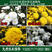 菊花苗金丝菊，婺源皇菊，贡菊等数十个品种，量大便宜