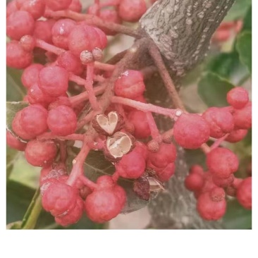 山东苗圃直销无刺花椒苗品种纯正产量高价格优惠无刺花椒苗