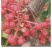 山东苗圃直销无刺花椒苗品种纯正产量高价格优惠无刺花椒苗
