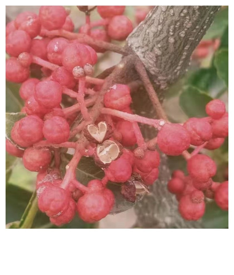 山东苗圃直销无刺花椒苗品种纯正产量高价格优惠无刺花椒苗