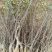山东苗圃直销无刺花椒苗品种纯正产量高价格优惠无刺花椒苗