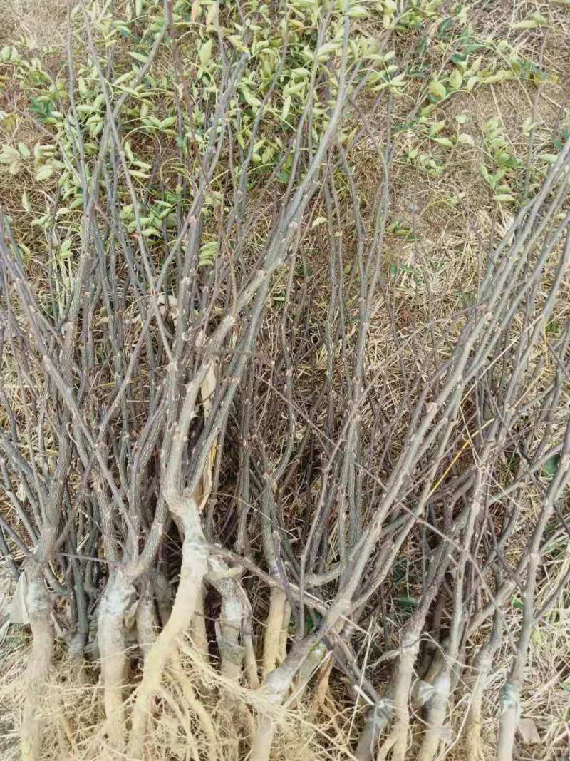 山东苗圃直销无刺花椒苗品种纯正产量高价格优惠无刺花椒苗