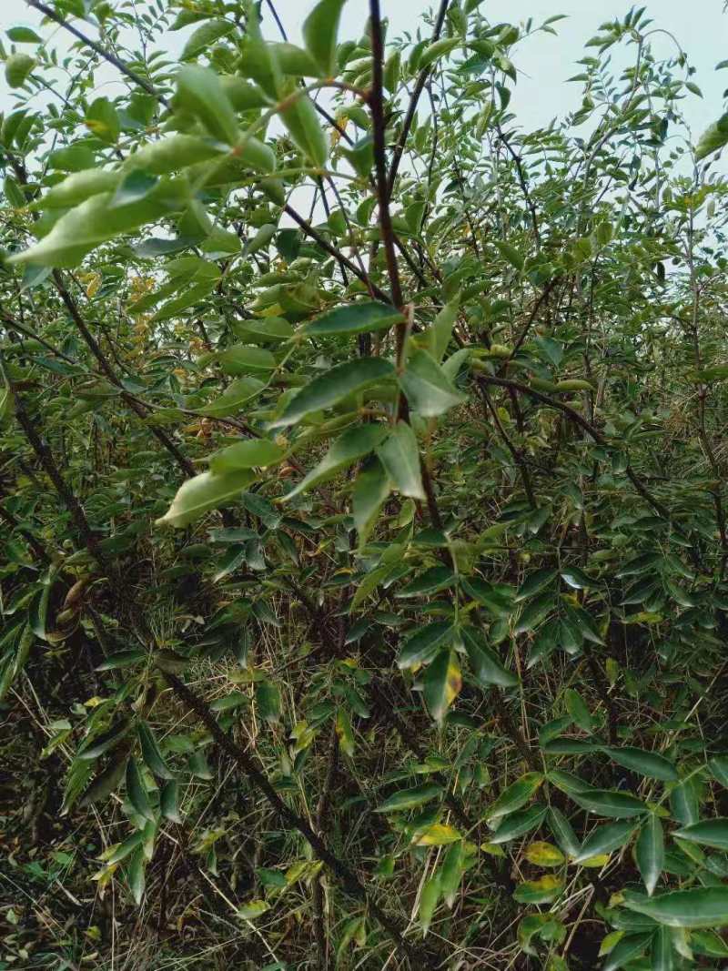 山东苗圃直销无刺花椒苗品种纯正产量高价格优惠无刺花椒苗