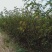 山东苗圃直销无刺花椒苗品种纯正产量高价格优惠无刺花椒苗