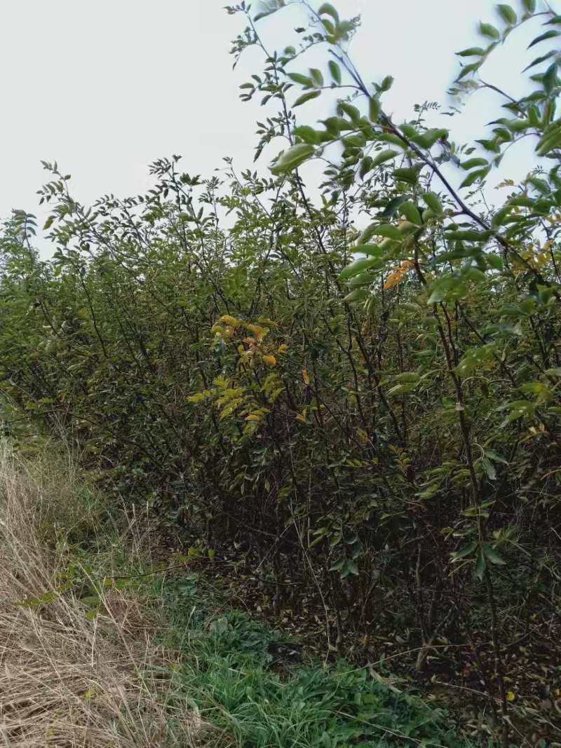 山东苗圃直销无刺花椒苗品种纯正产量高价格优惠无刺花椒苗